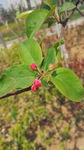 云南樱 花蕾