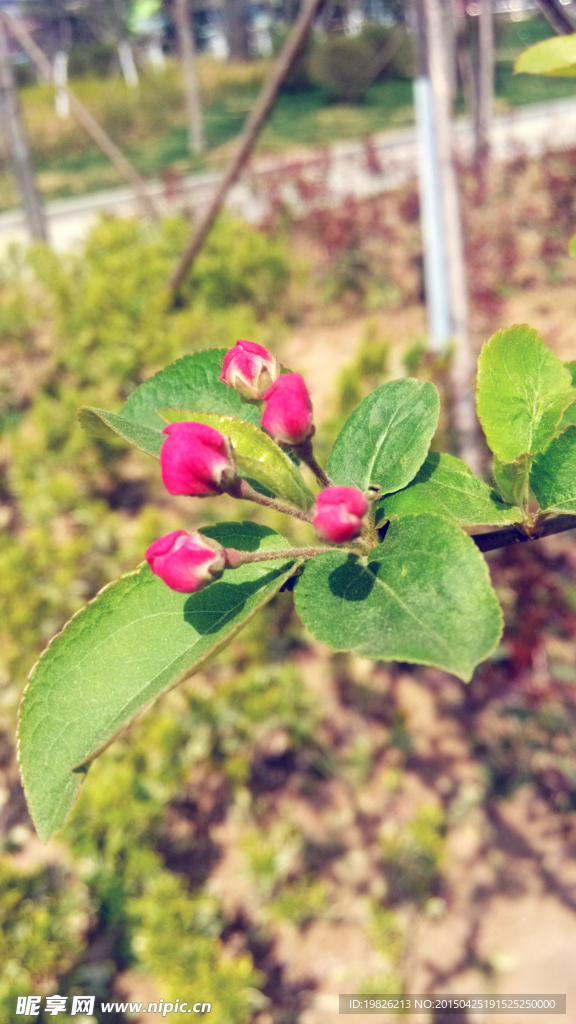 云南樱 花蕾