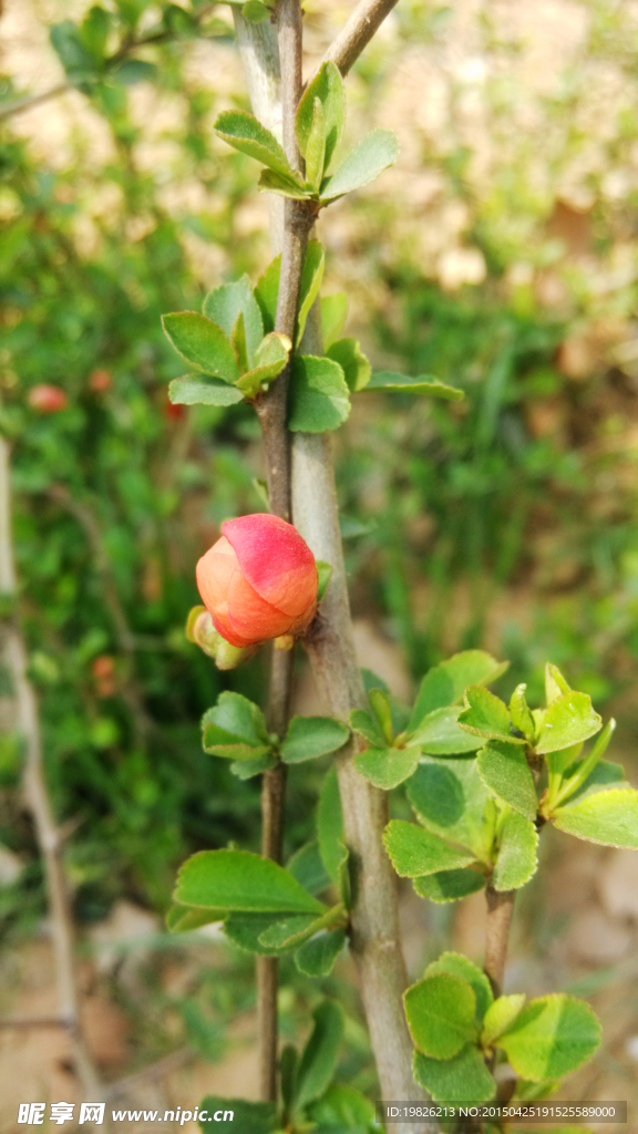 花蕾  嫩绿