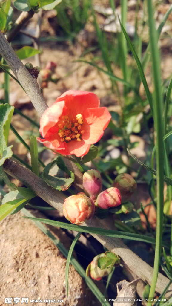 海棠花 红花