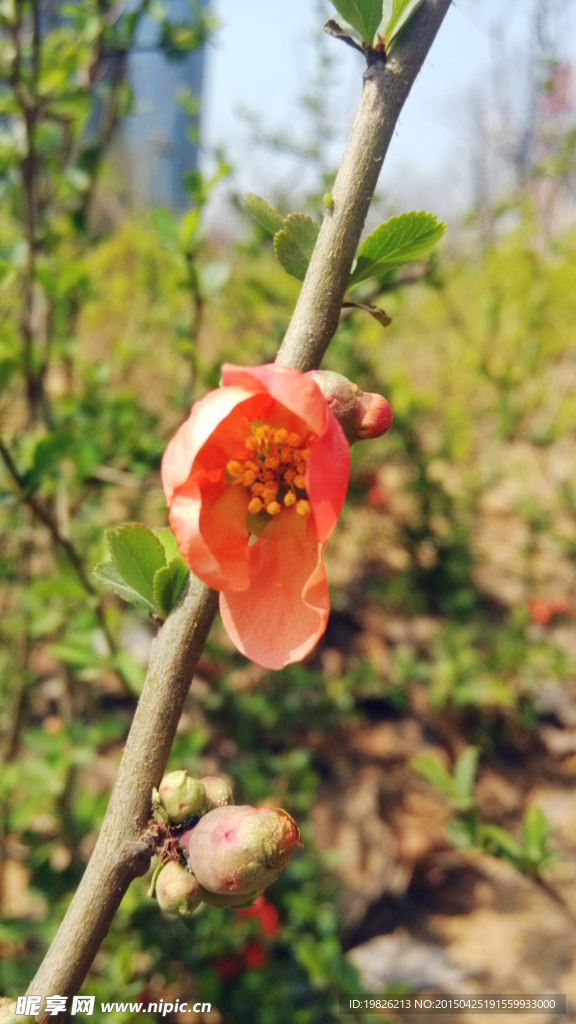 海棠花 红花