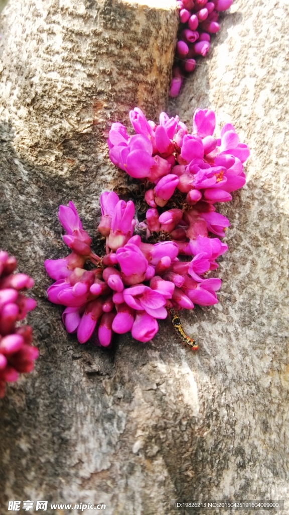 紫荆花 花蕾