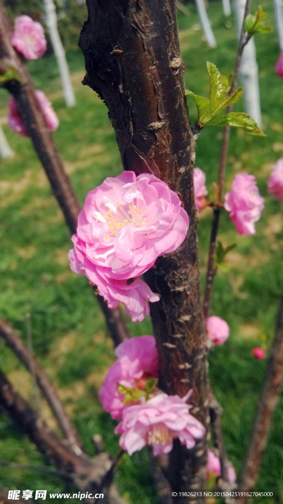 桃花