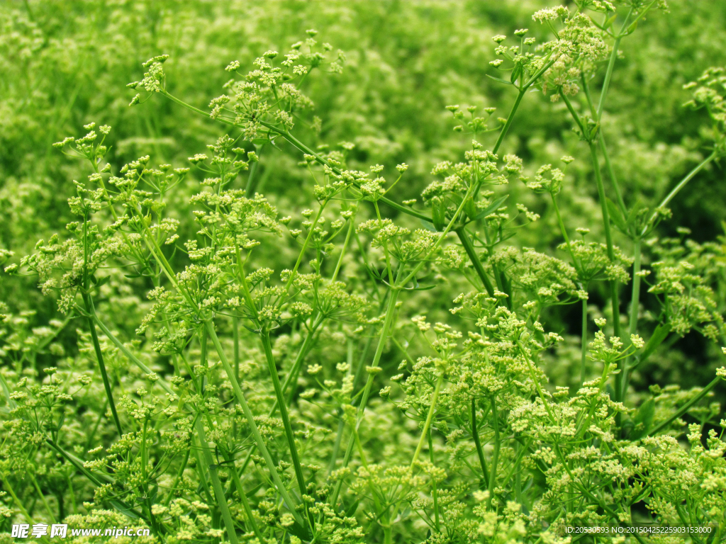 芹菜花