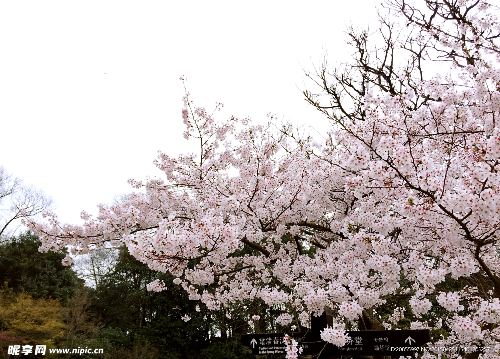 樱花