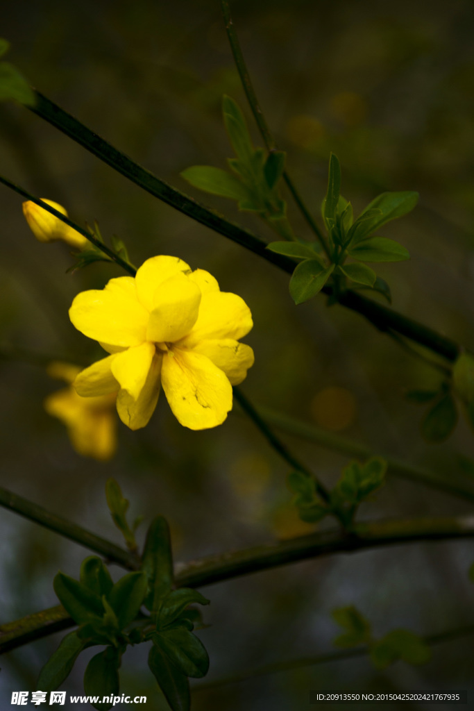 迎春花