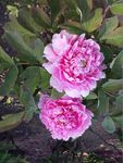 粉花