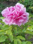 粉花