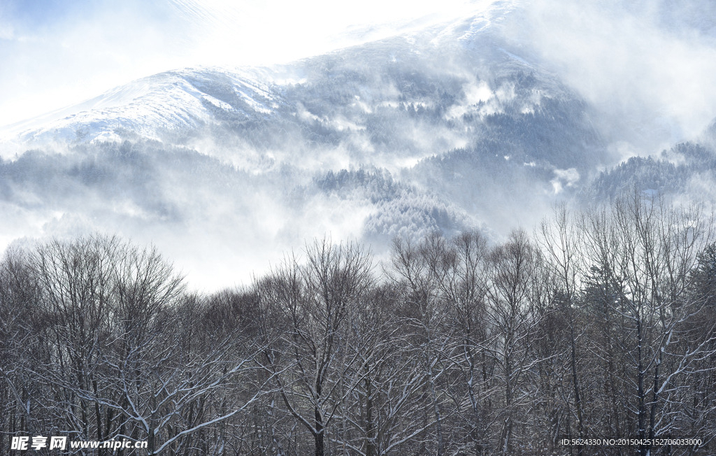 雪山 树林