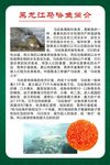 黑龙江马哈鱼