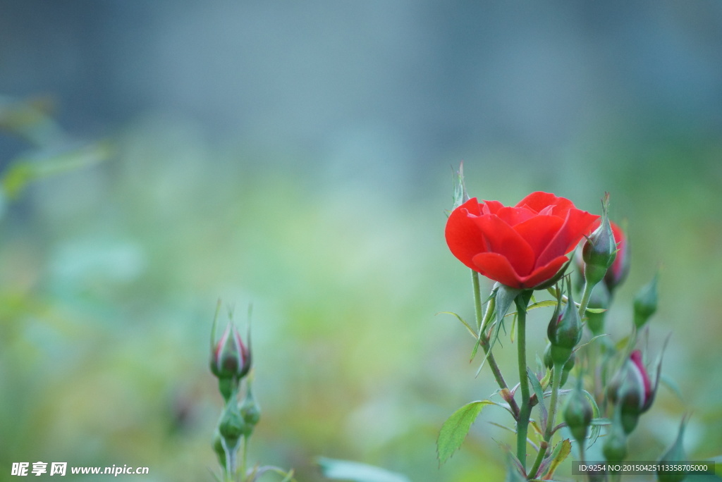 花蕾与花