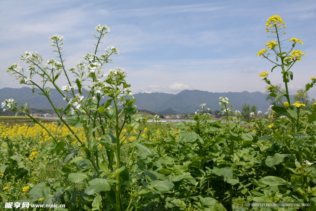 油菜花