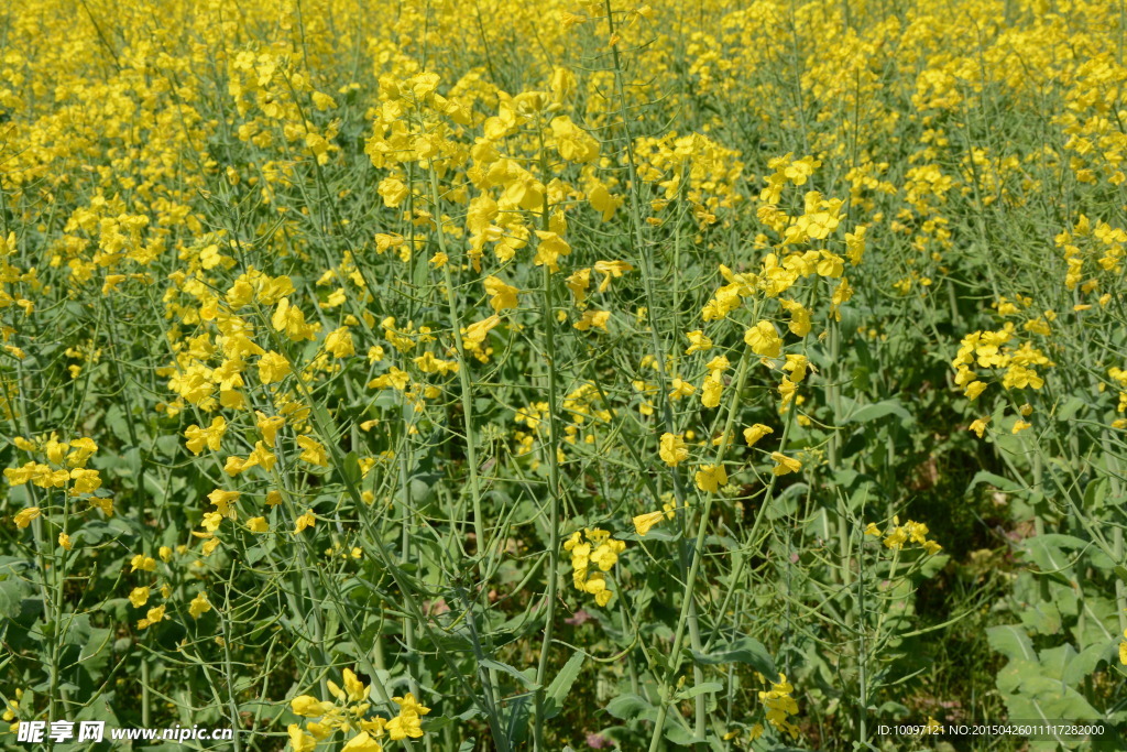 油菜花