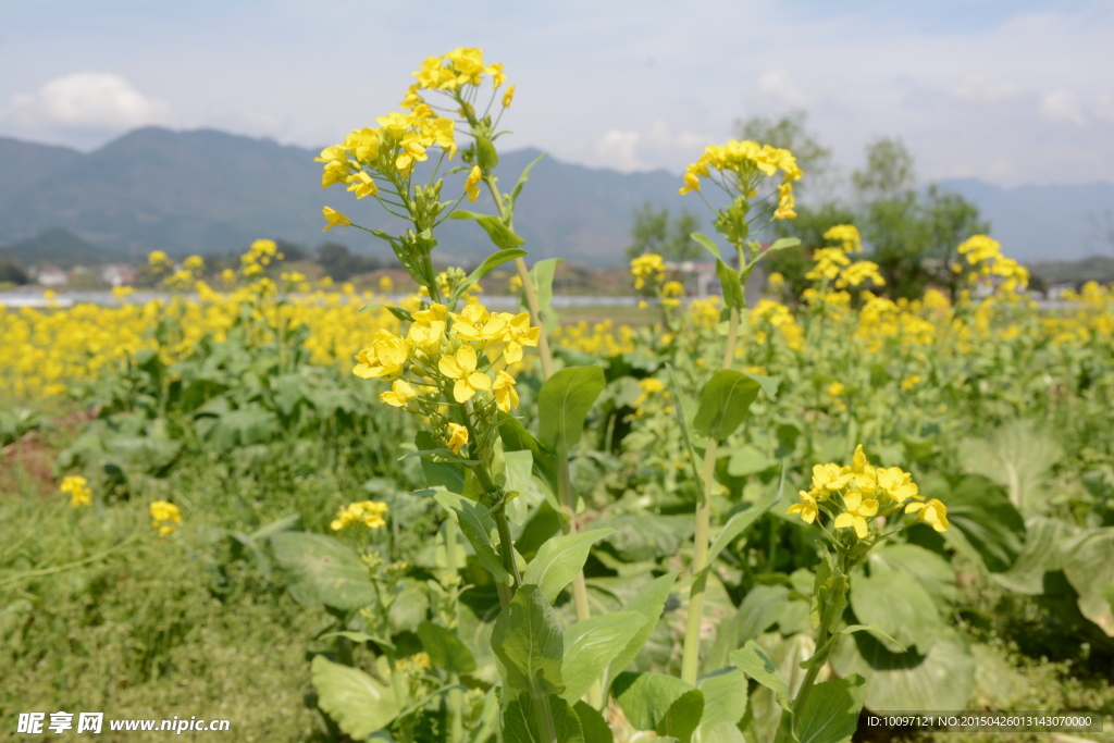 油菜花