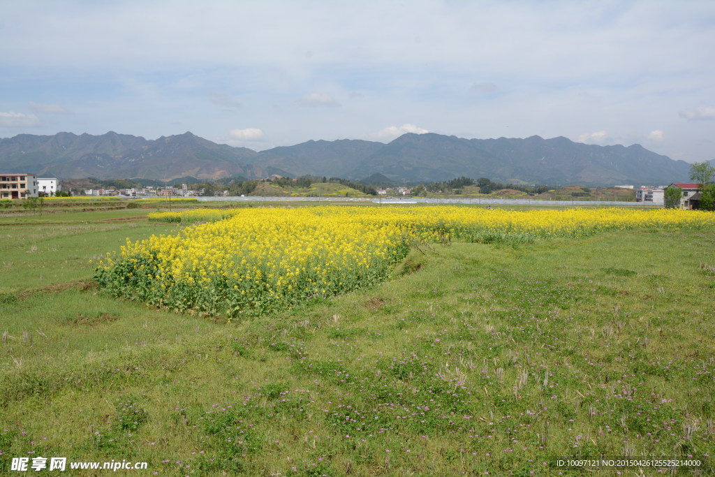 油菜花