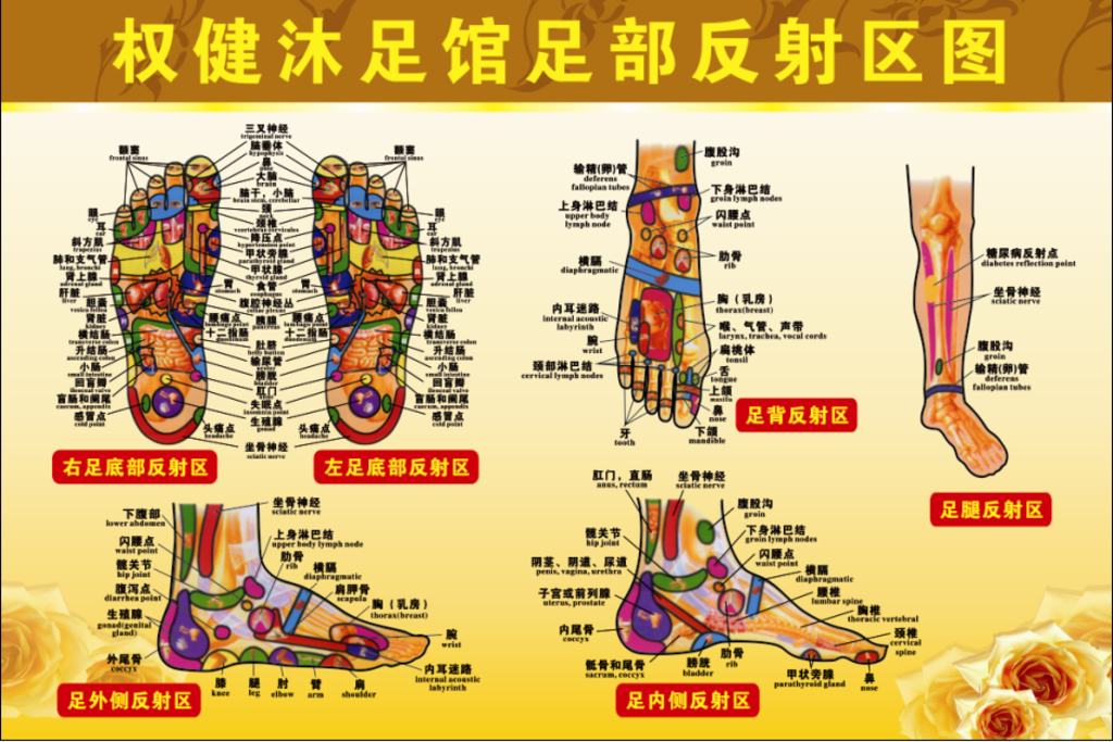 权健沐足馆足部反射区图