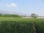 嵩山春景