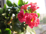长寿花