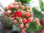 长寿花