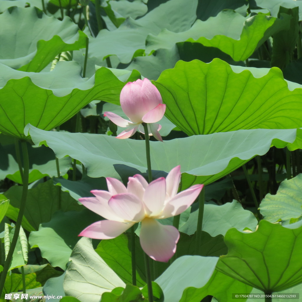 荷花