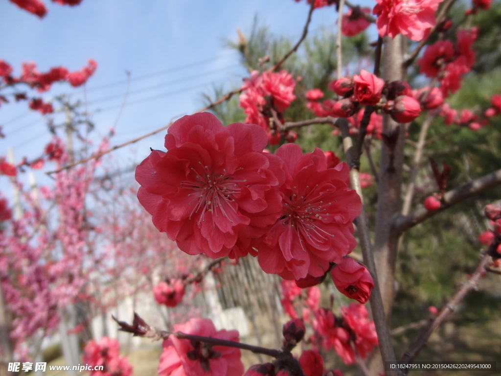 梅花