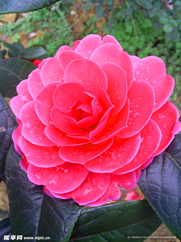 茶花