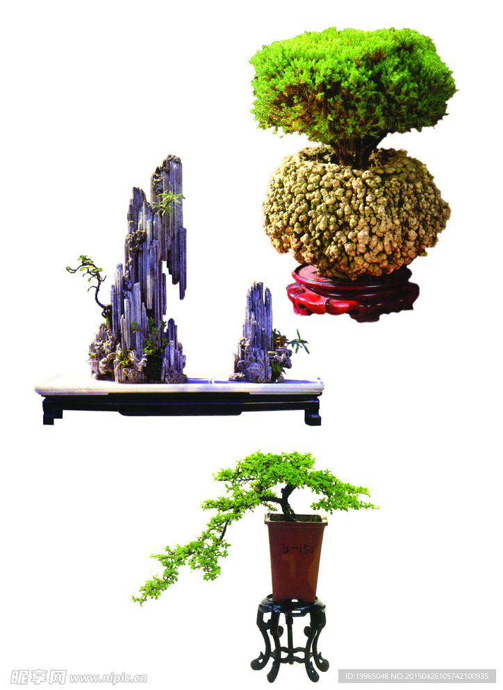 植物盆景