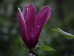 花蕾绽放