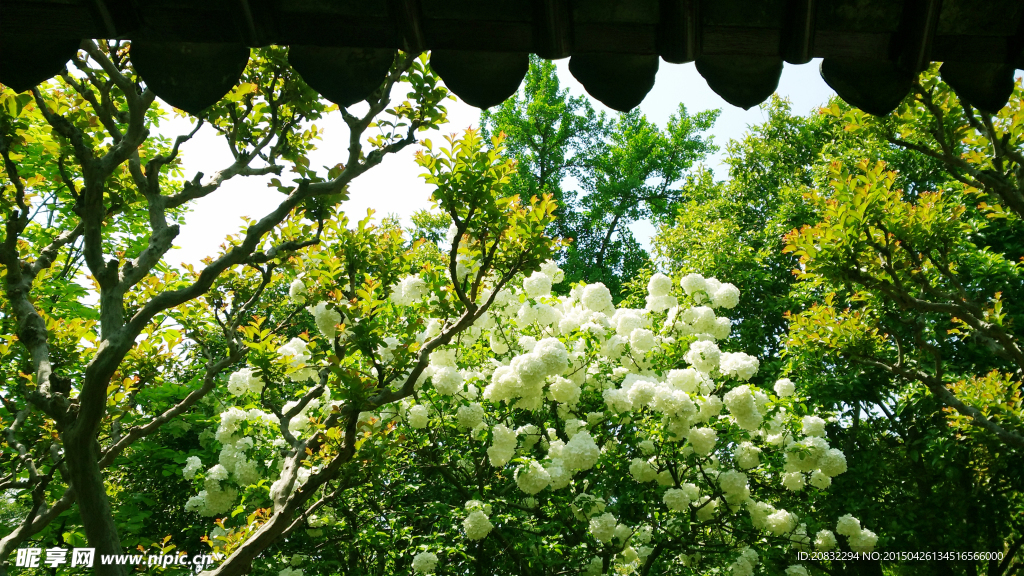 绣球花