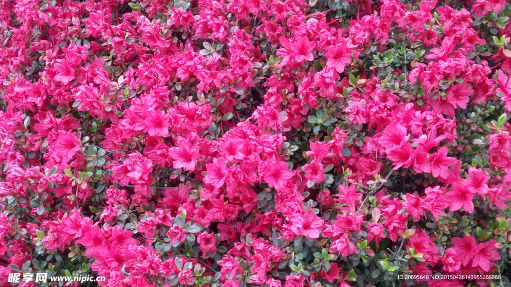 麻城杜鹃花