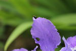 昆虫与花