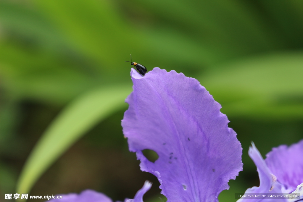 昆虫与花