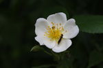 白花黄蕊和昆虫