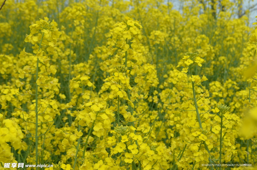 油菜花