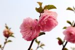 榆叶梅