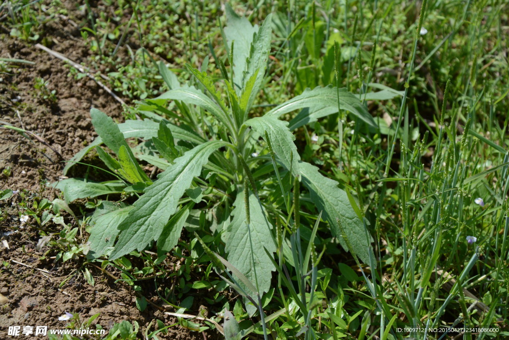 绿草