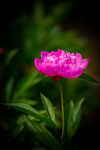 芍药花