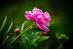 芍药花