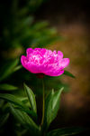 芍药花