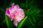芍药花