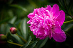 芍药花