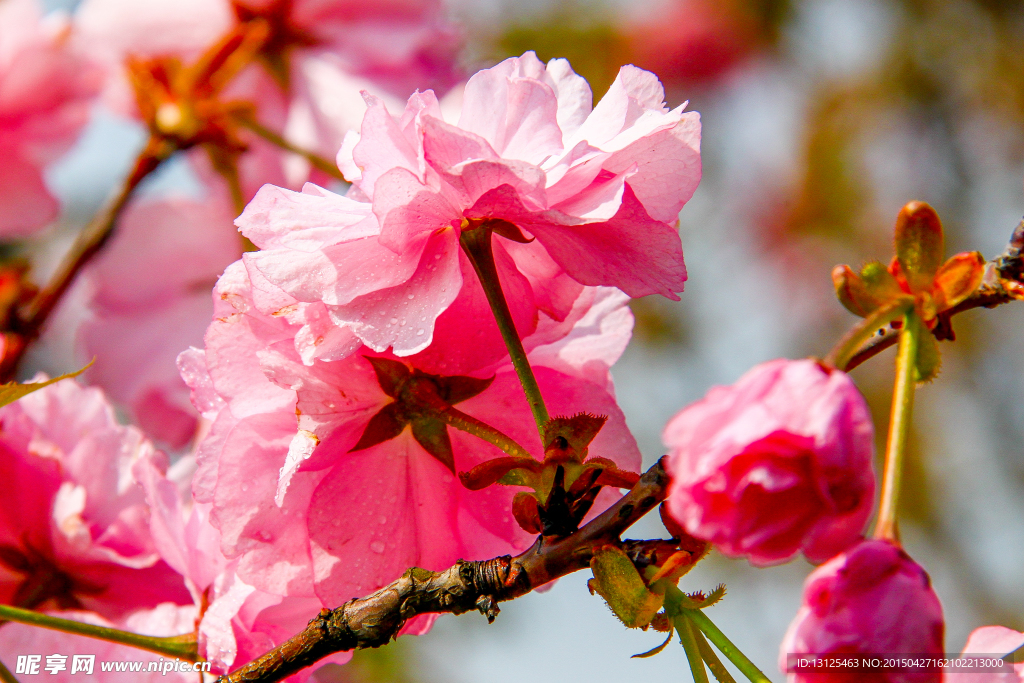 樱花