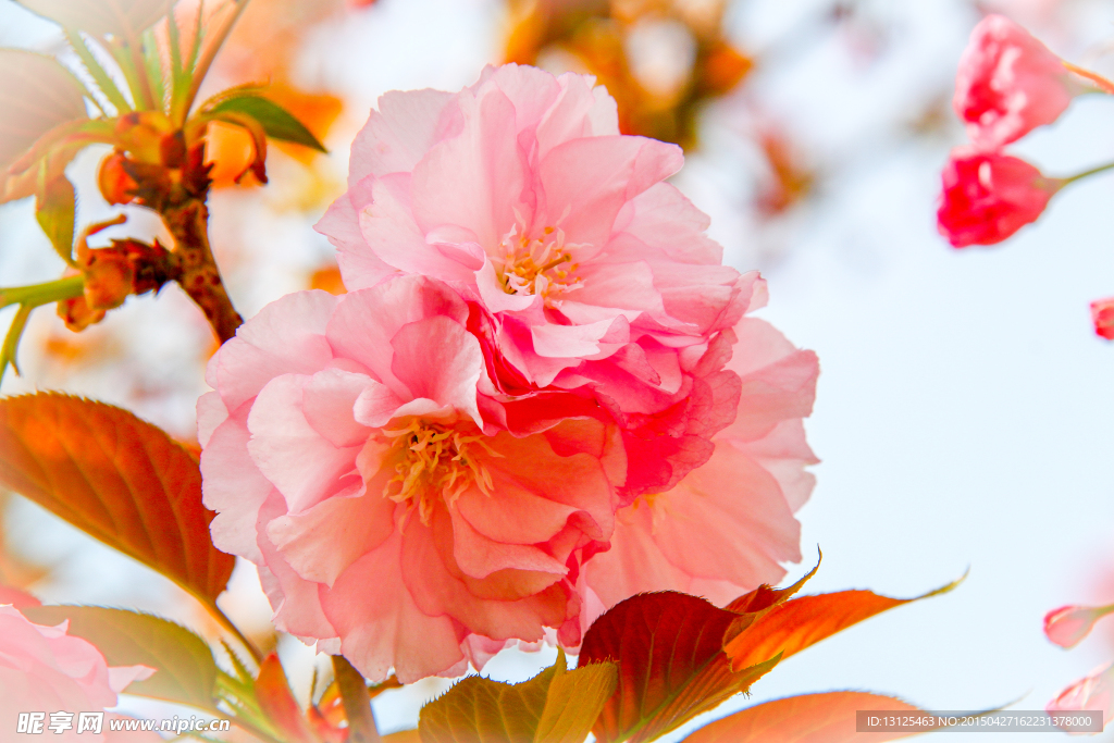樱花