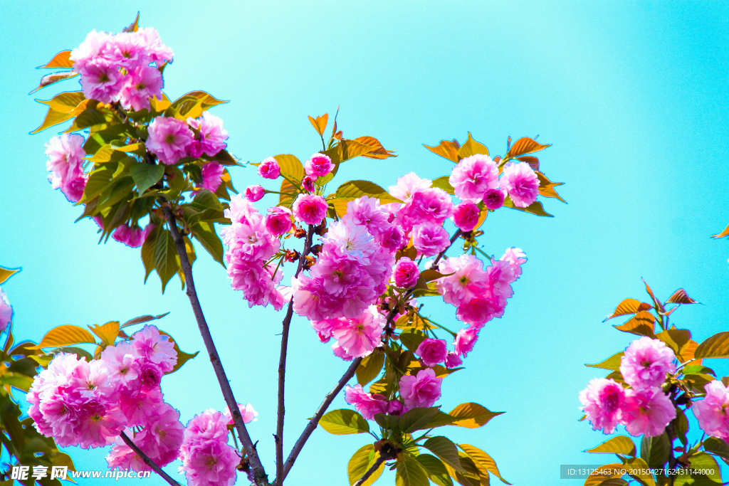 樱花