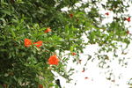 石榴花
