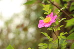 刺梨花