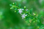 小花