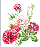玫瑰花