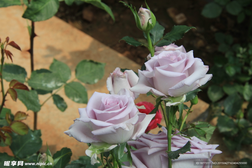 玫瑰花