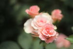 玫瑰花